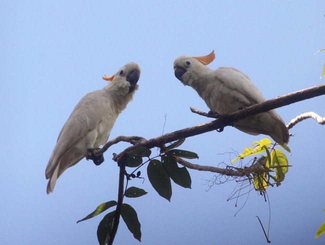 Citron-crested Cockatoo - ML377548251