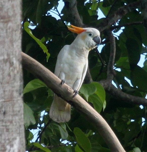 Citron-crested Cockatoo - ML377548261