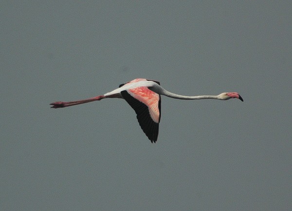 rosenflamingo - ML377548371