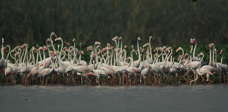 rosenflamingo - ML377548401