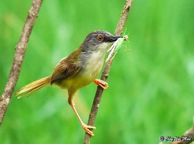 Yellow-bellied Prinia (Yellow-bellied) - ML377548741