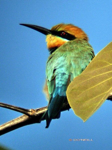 Rainbow Bee-eater - ML377548751