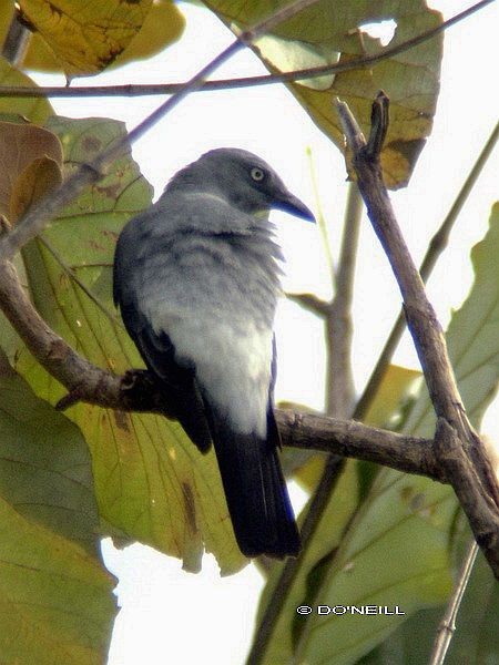 White-rumped Cuckooshrike - Daisy O'Neill