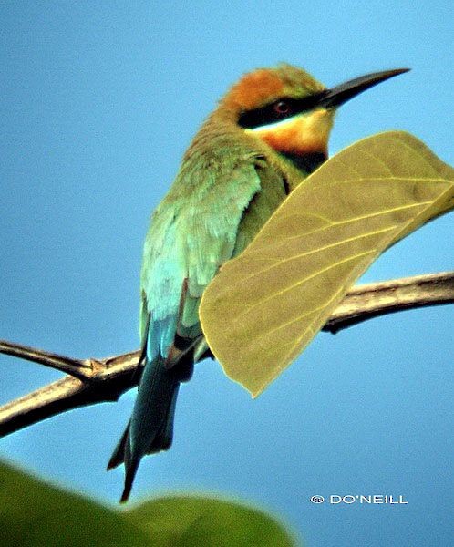 Rainbow Bee-eater - ML377548771