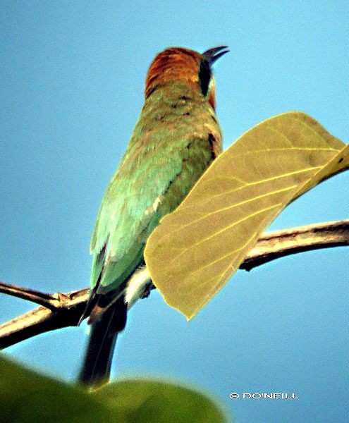 Rainbow Bee-eater - ML377548781