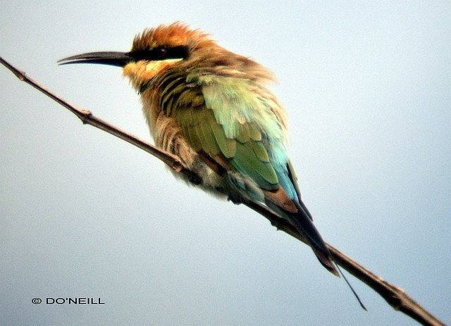 Rainbow Bee-eater - ML377548801