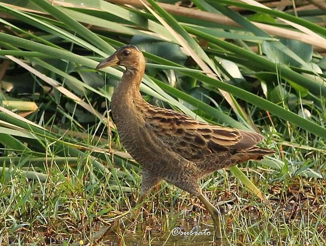 Watercock - Subrato Sanyal