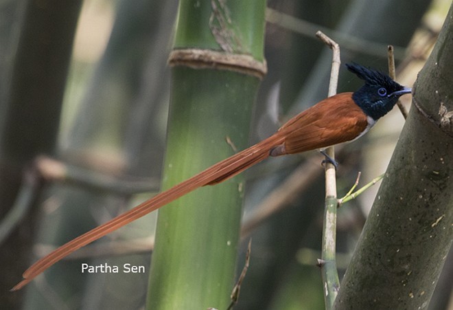 Indian Paradise-Flycatcher - ML377550831