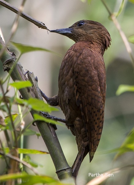 Rufous Woodpecker - PARTHA SEN