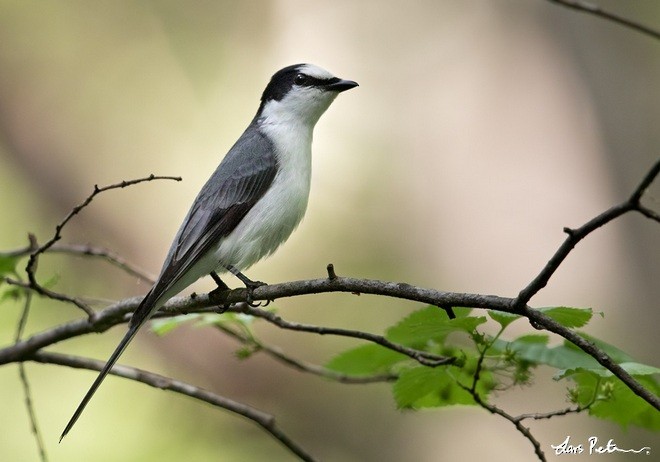 Minivet Ceniciento - ML377551851