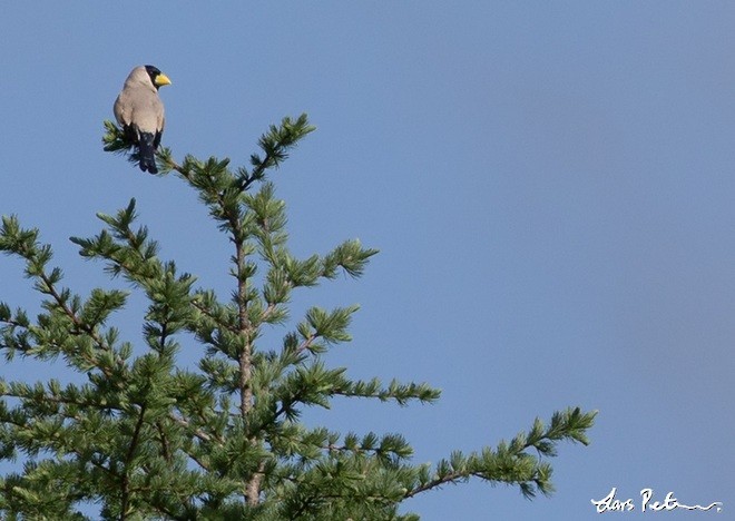 Japanese Grosbeak - ML377551881