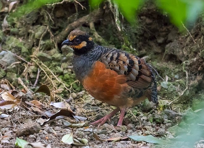 Chestnut-bellied Partridge - ML377552371