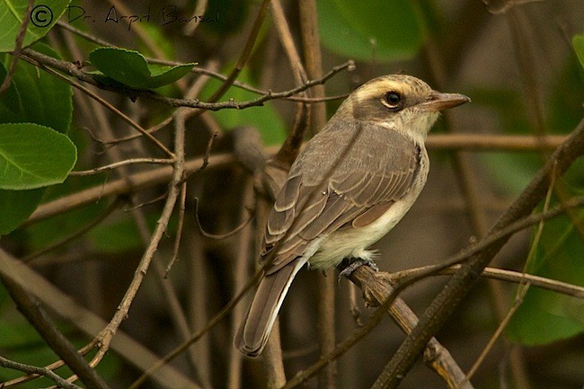 Common Woodshrike - Arpit Bansal