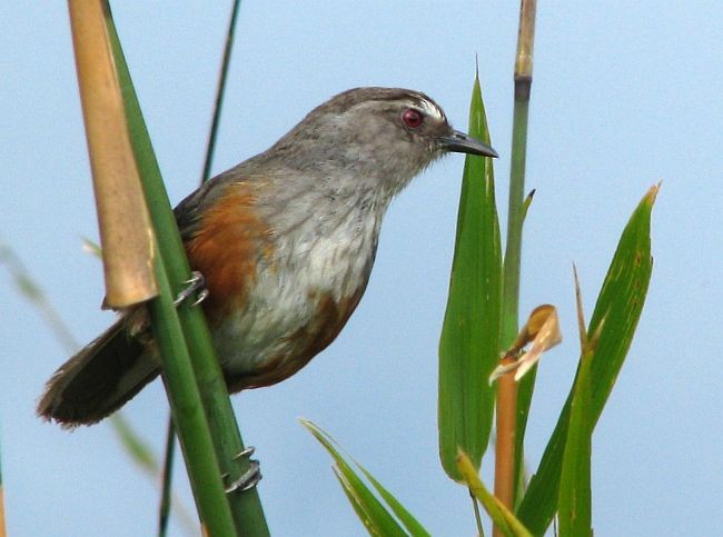 Ashambu Laughingthrush - ML377555091