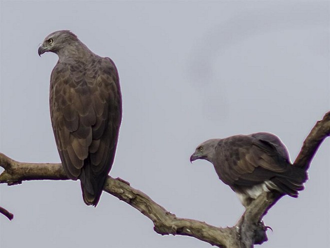 Lesser Fish-Eagle - ML377555591