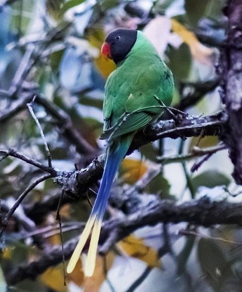 Slaty-headed Parakeet - ML377555601