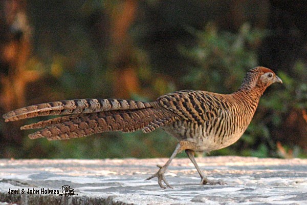 Lady Amherst's Pheasant - ML377556621