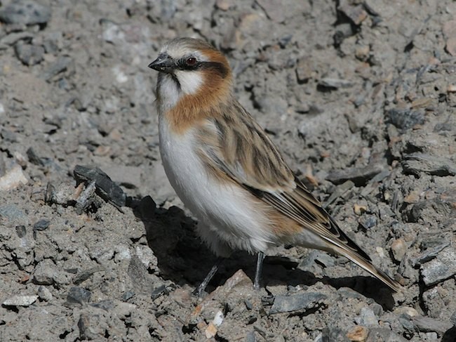 Rufous-necked Snowfinch - Jeff Blincow