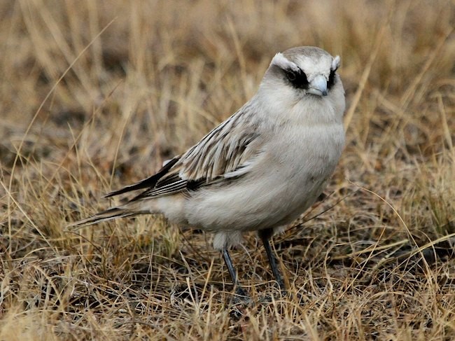 White-rumped Snowfinch - Jeff Blincow