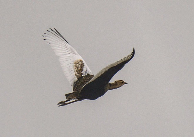 Bengal Florican - ML377557201