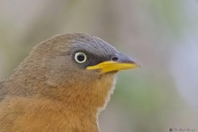 Rufous Babbler - ML377557381