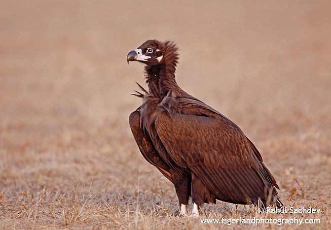 Cinereous Vulture - ML377557621