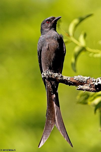 drongo kouřový [skupina longicaudatus] - ML377558661