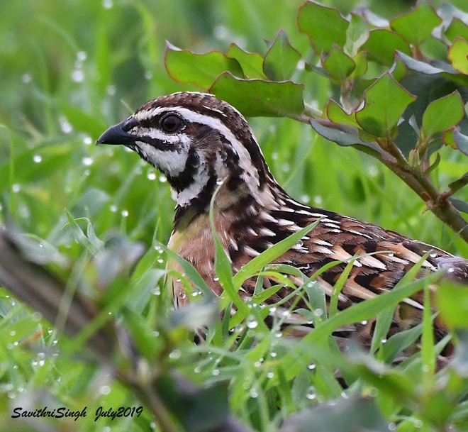 Rain Quail - ML377560471