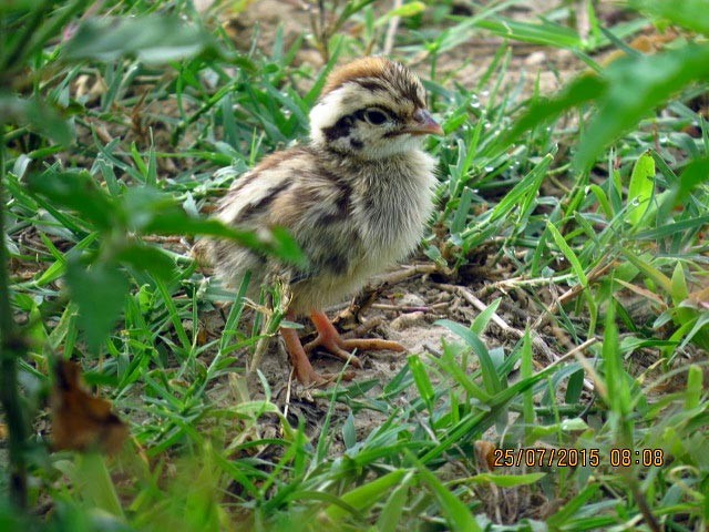 Gray Francolin - ML377560761