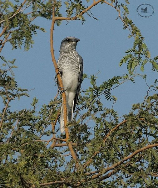 Large Cuckooshrike (Indian) - Mital Patel