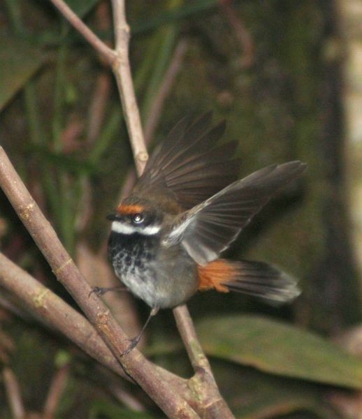 Gilolo Fantail - ML377561261