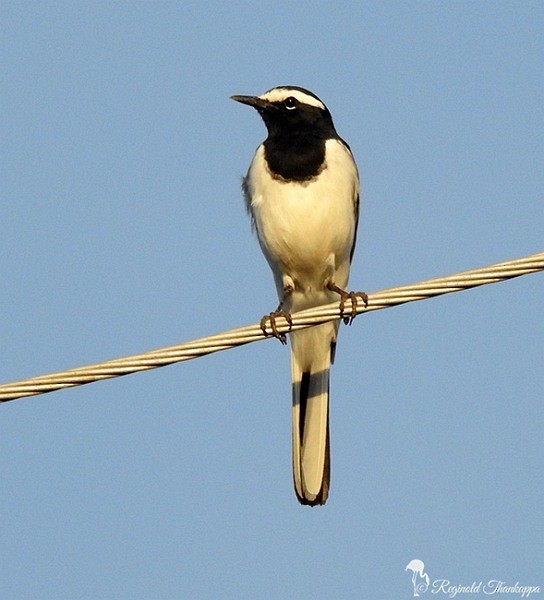 White-browed Wagtail - ML377561561