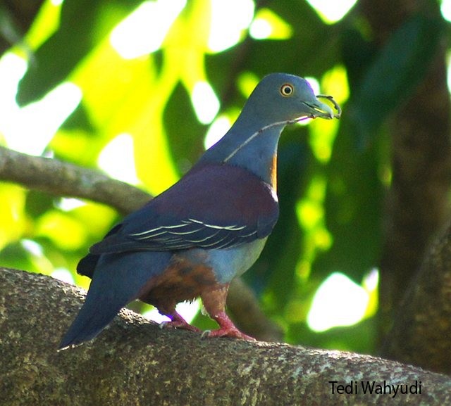 Little Green-Pigeon - ML377561671