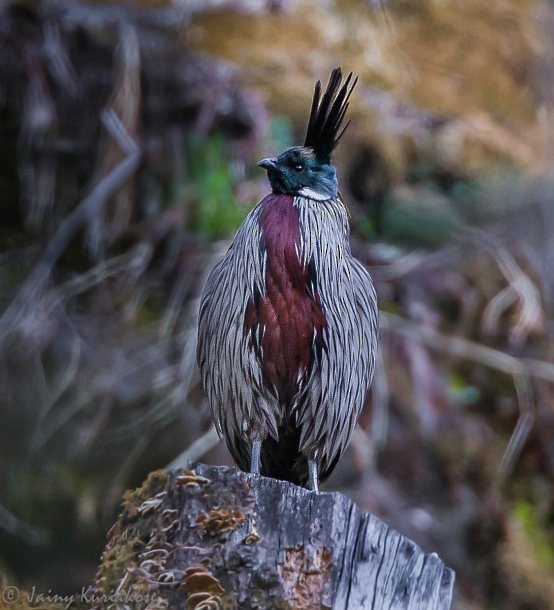 Koklass Pheasant - Jainy Kuriakose