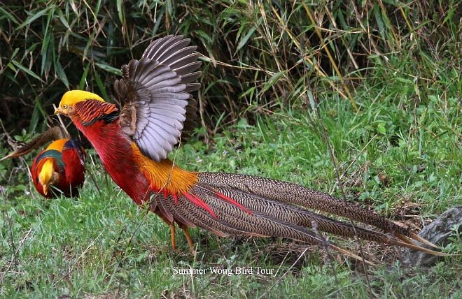 Golden Pheasant - Summer Wong