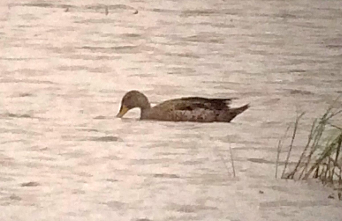 Yellow-billed Pintail - ML37756251