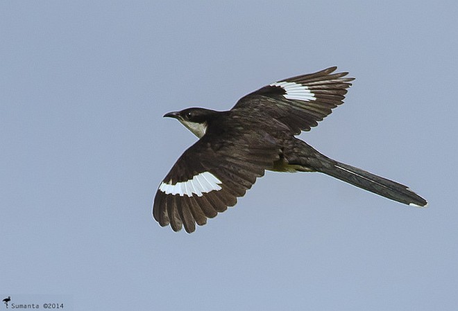 Pied Cuckoo - ML377562511