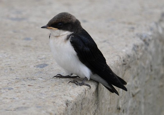 Golondrina Colilarga - ML377562861