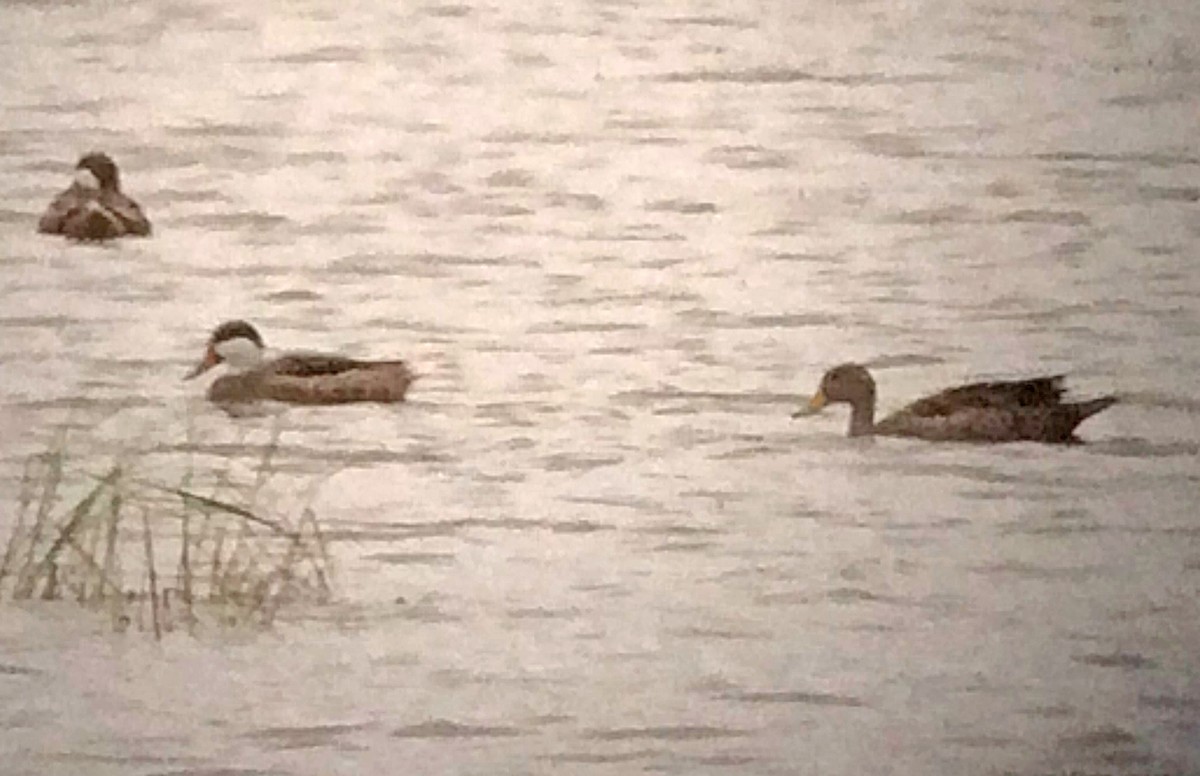 Yellow-billed Pintail - ML37756341