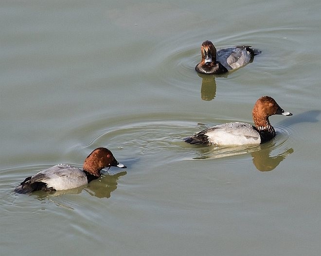 Common Pochard - ML377563551