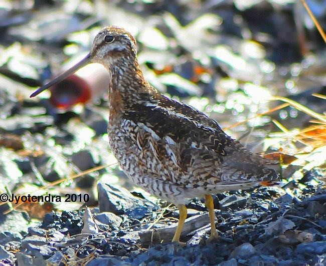 Agachadiza Solitaria - ML377564071