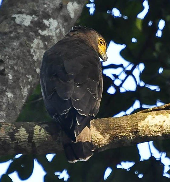 Crested Serpent-Eagle (Andaman) - ML377564381