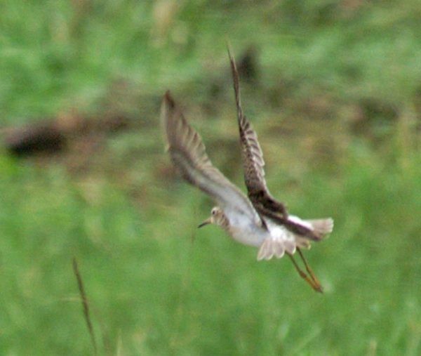 Pectoral Sandpiper - Dave Bakewell