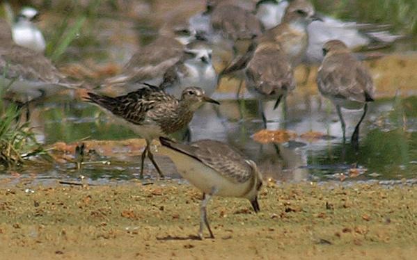 Pectoral Sandpiper - Dave Bakewell