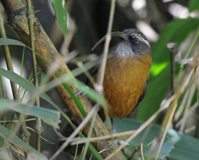 Slender-billed Scimitar-Babbler - Koji  Tagi