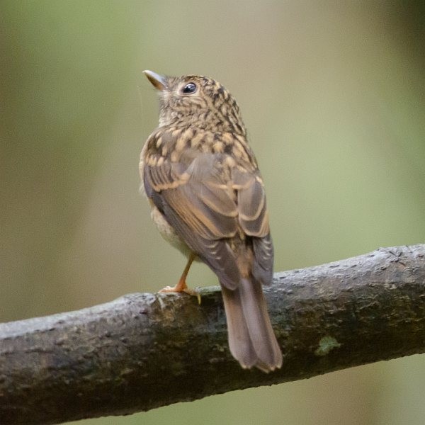 Brown-breasted Flycatcher - ML377565441