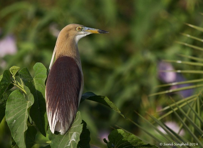 mangrovehegre - ML377565601