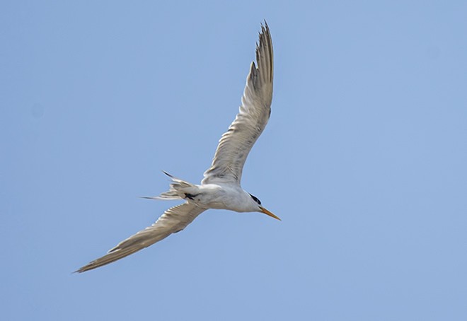 Great Crested Tern - ML377565821