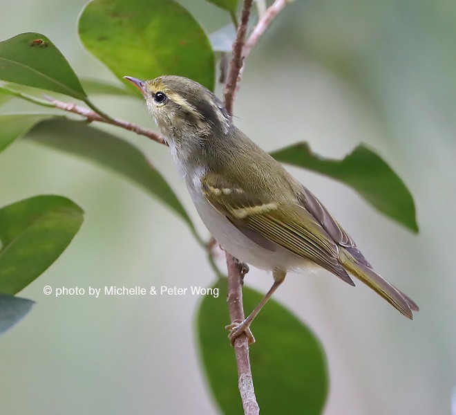 Kloss's Leaf Warbler - Michelle & Peter Wong