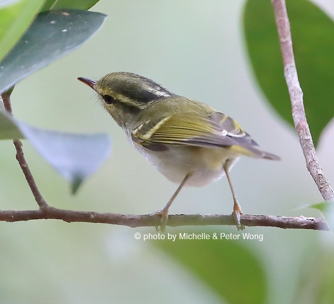 Kloss's Leaf Warbler - Michelle & Peter Wong